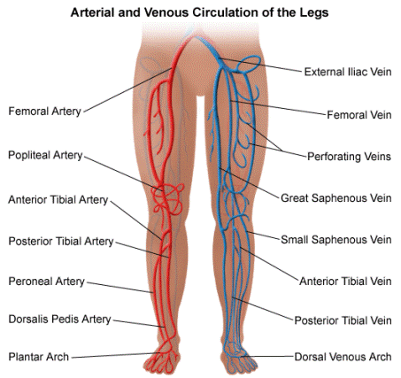legs-veins